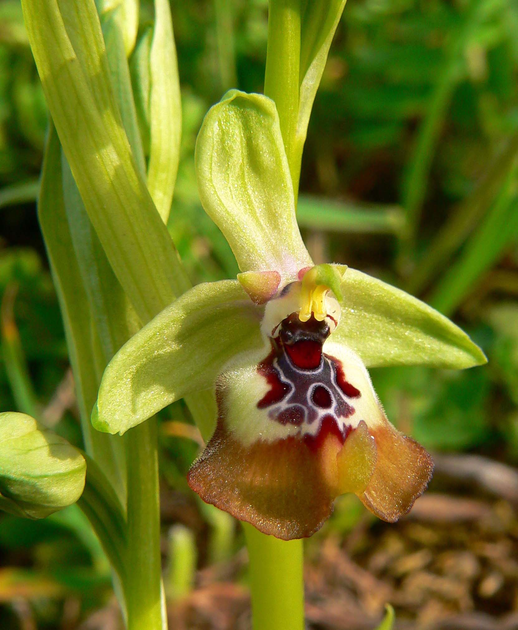 Primavera e orchidee palermitane